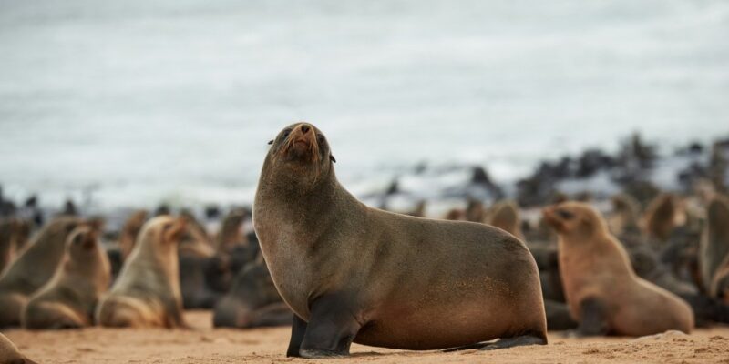 Jolla Sea Lion Video Reignites Wildlife Protection Debate