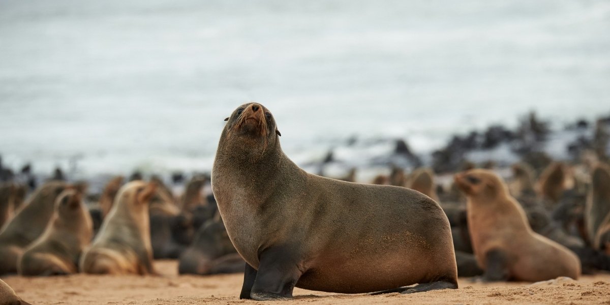 Jolla Sea Lion Video Reignites Wildlife Protection Debate