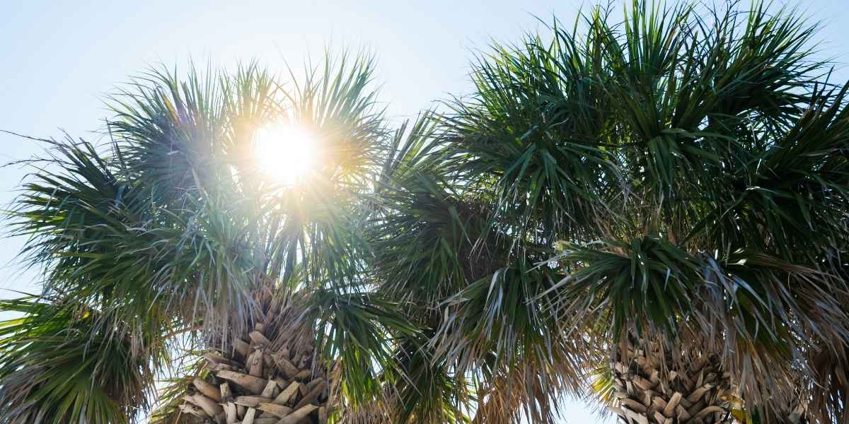 Los Angeles Heat Advisory Intensifies as Humidity Raises Heat Stress
