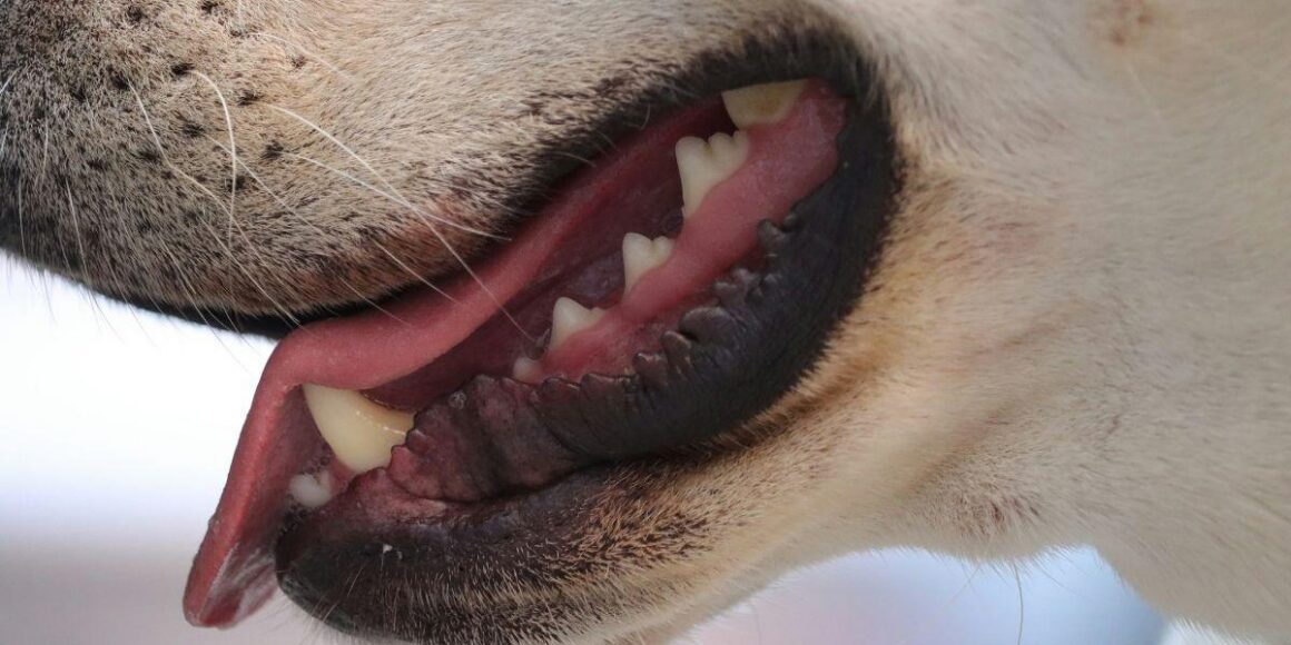 Bit by a Dog? The Owner Might Be Responsible for Your Damages