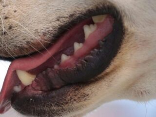 Bit by a Dog? The Owner Might Be Responsible for Your Damages
