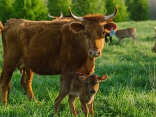 Foxhollow Farm Shows What It Takes to Make Regenerative Farming Profitable in Kentucky
