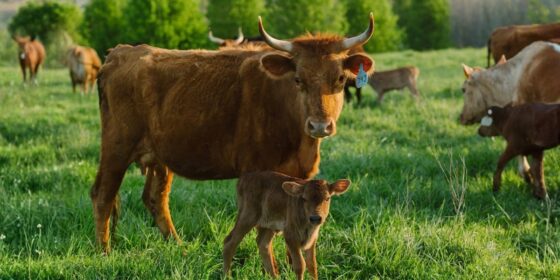 Foxhollow Farm Shows What It Takes to Make Regenerative Farming Profitable in Kentucky