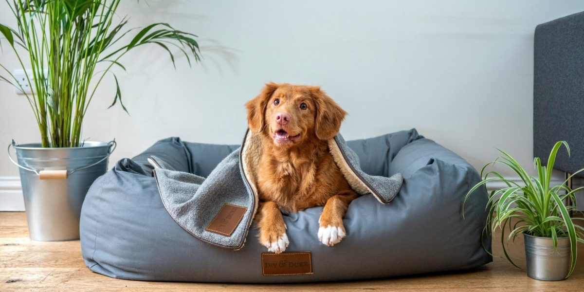 The Ideal Packaging Solutions for Your Local Pet Store