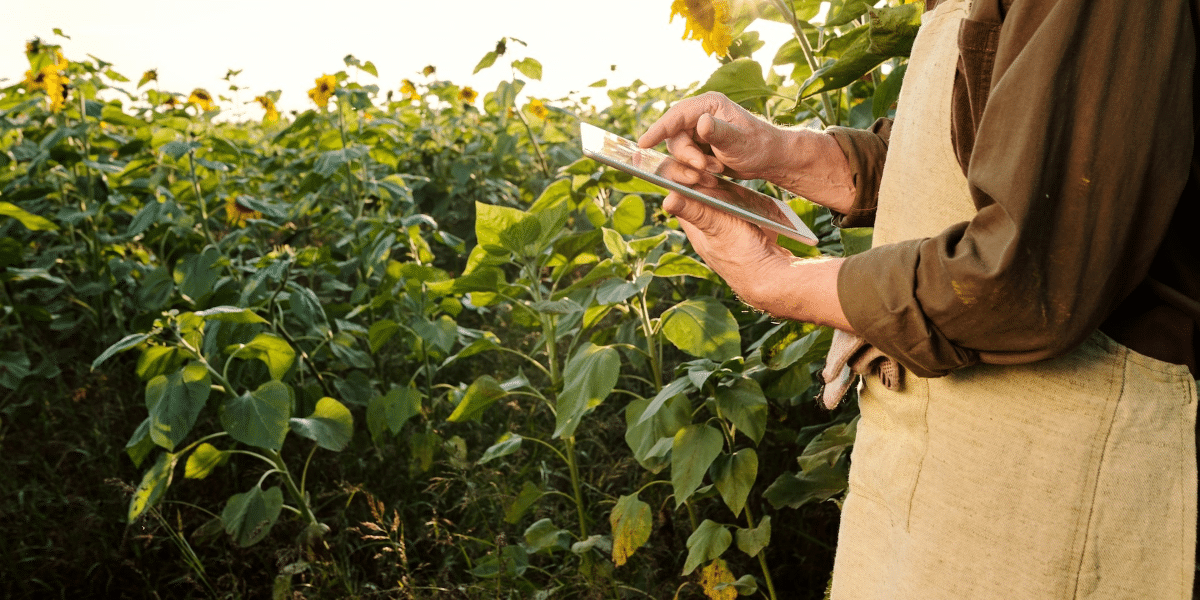 Image commercially licensed from: https://unsplash.com/photos/contemporary-senior-male-farmer-in-apron-and-brown-shirt-using-digital-tablet-while-standing-among-ripe-sunflowers-in-front-of-camera-WO8OkODbWcM